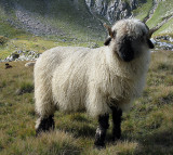 Switzerland sheep! This is a Walliser Schwarznasen