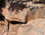 Boulder Creek lizard
