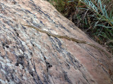 Snake in boulder creek