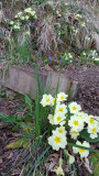 April- Primroses emerge at Hillockhead