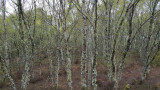 April- Birch budding at Pitlundie estate