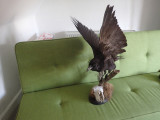 May- Watched by a raven