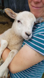 June- Lambs!