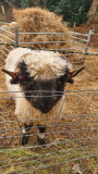 Jan 22 Rosehaugh Friendly Swiss Valais Blacknose sheep