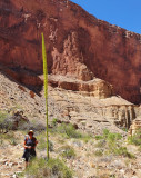 Agave in Nankoweap Canyon