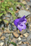 Campanula rotundifolia