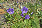 Campanula rotundifolia