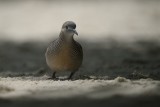 birds_of_seyshelles