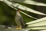 seyshelles bulbul
