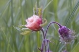 water avens (Geum rivale, kuklik zwisły)