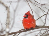 Cardinal rouge