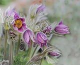 Curly Flowers by Hawk, April 2019