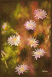 Flowers in Oil