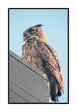 19 1 1 8874 Great Horned Owl  - Gold Canyon AZ