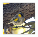 2019 12 14 4272 Yellow-rumped (Audubons) warbler