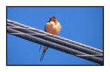 20 5 4 0080 Barn Swallow