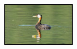 20 6 26 5033 Red-necked Grebe