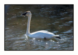 Geese, Swans & Ducks
