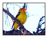 21 5 15 0870 Western Tanager