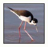 Shorebirds