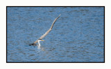 2021-12-06 6983 Western Grebe