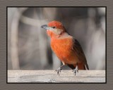 2022-02-08 7965 Male Hepatic Tanager