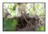 2022-03-08 0127 Nesting Female Great Horned Owll
