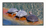 2022-03-01 0024 Turtles