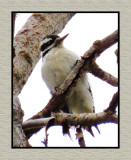 2022 04 18 428 Hairy Woodpecker