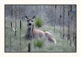 2022-05-03 633 White-tailed Deer