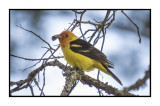 2022-07-15 1110 Western Tanager