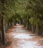 Cedar Path 