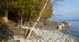 Shoreline Birch and Cedar 