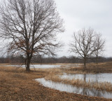 LeRoy Oakes Wetland