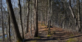 Shadows along the Ridge Trail 