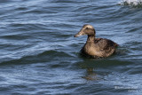 Eider à duvet / Common Eider / Somateria mollissima