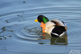 Mallard / Canard Colvert (Anas platyrhynchos)