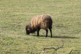 Wildlife / Vie sauvage