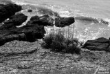 Herbs on the cliff / Herbes sur la falaise