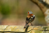 Common Chaffinch / Pinson des arbres (Fringilla coelebs)