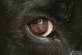 Nemo - Dogs vision / Vision de chien