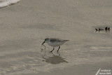 Sanderling / Bécasseau sanderling (Calidris alba)