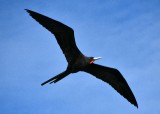 Frigatebird, Florida Keys, Islamorada Florida 708