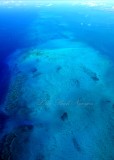 Looe Key National Marine Sanctuary, Key West, Florida Keys, Florida 330
