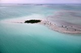 Mangrove on Cross Bank, Plantation Key, Islamorada, Florida Keys, Florida 133