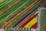 Tulip Town, Mount Vernon, Skagit Valley Tulip Festival, Washington 232