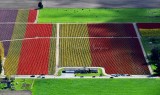 Tulip fields in Skagit Valley Skagit Tulip Festival, Mt Vernon, Washington 249 