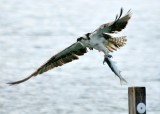 Dinner for tonight, Florida Everglades National Park, Florida Bay, Florida Keys, Florida 123 