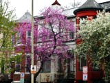 Springtime in Capital Hill neighborhood, Washington DC 221 