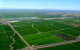 Rice Fields in Sacramento Valley, California 086